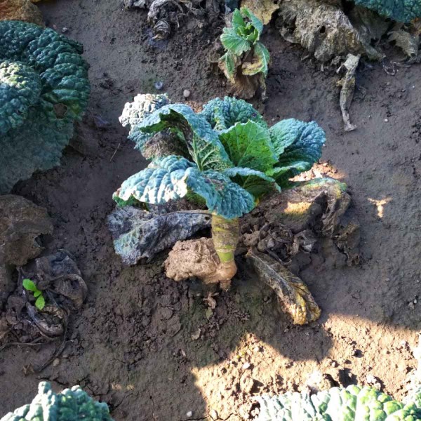 Kapusta - neo&scaron;etřen&aacute; varianta napaden&aacute; patogenem P. brassicae