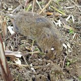 Hrabo&scaron; poln&iacute; - souhrn 2020 a&nbsp;v&yacute;hled 2021