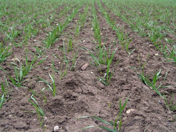 Obr. 1: Vět&scaron;ina v&nbsp;současnosti registrovan&yacute;ch kombinovan&yacute;ch herbicidů určen&yacute;ch k&nbsp;podzimn&iacute;mu o&scaron;etřen&iacute; ozim&yacute;ch obilnin dok&aacute;že velmi dobře potlačit vět&scaron;inu běžně se vyskytuj&iacute;c&iacute;ch plevelů bez nutnosti opravn&aacute;ch z&aacute;sahů na jaře