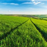 Zdrav&eacute; porosty a&nbsp;vysok&eacute; v&yacute;nosy s&nbsp;př&iacute;pravky společnosti ALMIRO