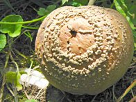 Moniliniová hnilobá jádrovin Moniliniová hnilobá jádrovin