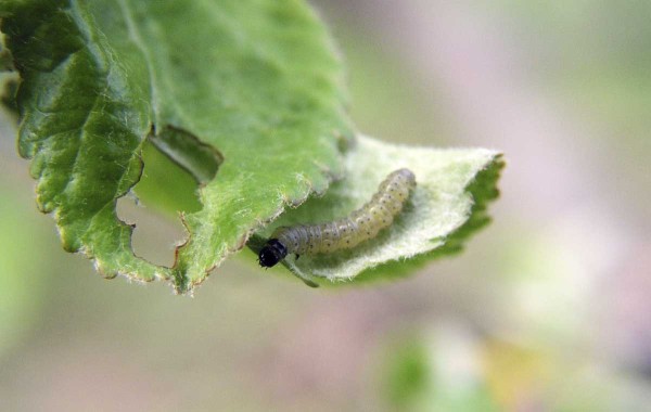 S&nbsp;růstem zelen&yacute;ch pletiv v&nbsp;sadech nal&eacute;z&aacute;me &scaron;irok&eacute;  spektrum listožrav&yacute;ch housenek včetně slupkov&yacute;ch  obalečů