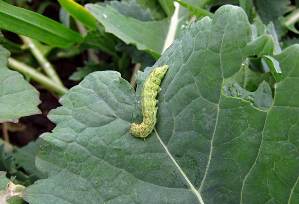 Housenka osenice polní Housenka osenice polní