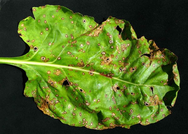 Cerkosporová listová skvrnitost řepy Cerkosporová listová skvrnitost řepy