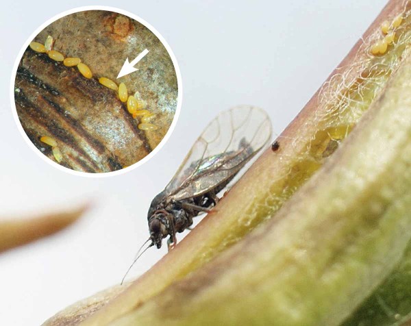 Dospělec a&nbsp;vaj&iacute;čka mery skvrnit&eacute;