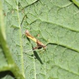 Vzpř&iacute;menka chmelov&aacute; - &scaron;kůdce chmele nebo hostitel parazitoidů?