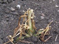 Po&scaron;kozen&iacute; ježatky kuř&iacute; nohy herbicidem Laudis OD - 2 t&yacute;dny po aplikaci