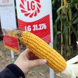 Ran&yacute; zrnov&yacute; sortiment - čerstv&eacute; v&yacute;sledky &Uacute;KZ&Uacute;Z