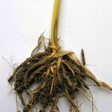 Choroby obilnin (7) - Choroby kořenů a&nbsp;pat st&eacute;bel (1)