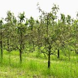 Zav&aacute;děj&iacute;c&iacute; informace v&nbsp;reklamn&iacute;ch sdělen&iacute;ch u&nbsp;v&yacute;pěstků sloupcovit&yacute;ch odrůd ovoce