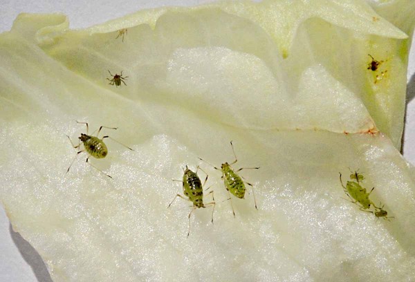 Mšice na salátu Mšice na salátu