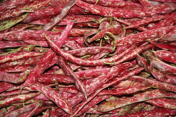 Fazol tyčkov&yacute; odrůda Borloto di Vigevano