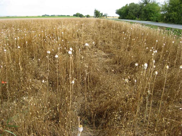 Porost zaplevelen&yacute; vlč&iacute;m m&aacute;kem pěkně barevně kvete, ale moc se z&nbsp;něj nesklid&iacute; 