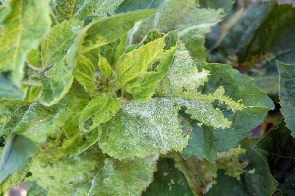 Obr. 6: Masivní sporulace P. halstedii v podobě bílého povlaku sporangioforů, za vhodných podmínek se vyvíjí nejen na spodní, ale i na svrchní straně listů Obr. 6: Masivní sporulace P. halstedii v podobě bílého povlaku sporangioforů, za vhodných podmínek se vyvíjí nejen na spodní, ale i na svrchní straně listů