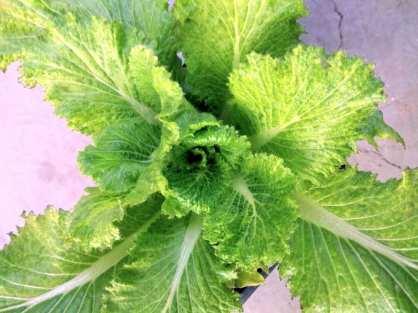 Obr. 5: Projevy infekce CaMV na pekingském zelí Obr. 5: Projevy infekce CaMV na pekingském zelí