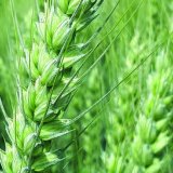 Obilniny společnosti LIDEA - zku&scaron;enosti z&nbsp;praxe