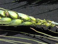 M&scaron;ice na klasu &scaron;kod&iacute; s&aacute;n&iacute;m