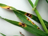 Síťovitá skvrnitost ječmene (hnědá skvrnitost) Síťovitá skvrnitost ječmene (hnědá skvrnitost)