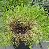 Choroby a&nbsp;&scaron;kůdci tymi&aacute;nu