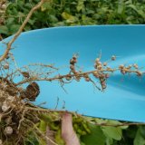 Jak naočkovat osivo s&oacute;ji a&nbsp;zajistit &uacute;spě&scaron;nou fixaci vzdu&scaron;n&eacute;ho dus&iacute;ku?