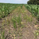 Vytrval&eacute; plevele v&nbsp;porostech kukuřice
