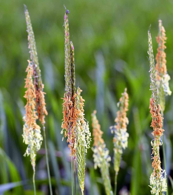 Ps&aacute;rka poln&iacute; (Alopecurus myosuroides)