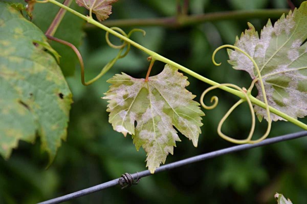 Pl&iacute;seň r&eacute;vy - pozdn&iacute; napaden&iacute; vrcholu letorostu, porost patogenu na rubu listu