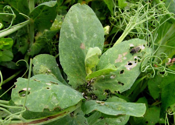 Listopas čárkovaný na hrachu Listopas čárkovaný na hrachu