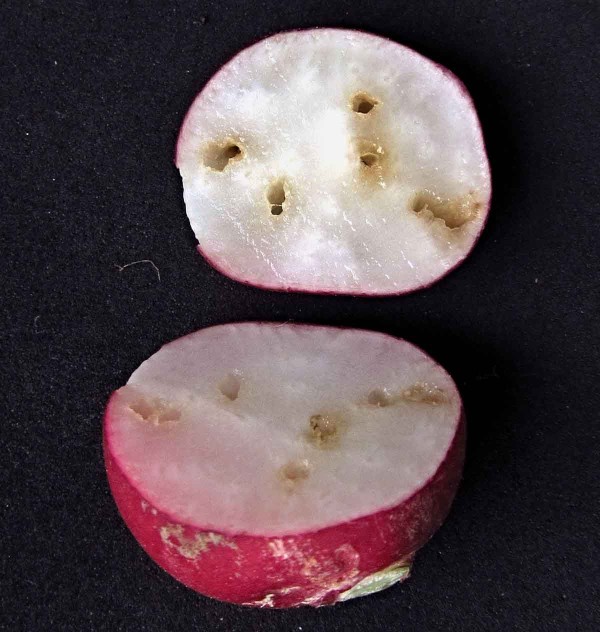 Pochmurnatka mrkvová - poškození kořenů Pochmurnatka mrkvová - poškození kořenů