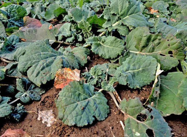 Správně vedený porost řepky na podzim - přízemní růžice Správně vedený porost řepky na podzim - přízemní růžice