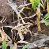 Mořidlo Celest Trio Formula M - &scaron;pičkov&aacute; fungicidn&iacute; ochrana vzch&aacute;zej&iacute;c&iacute;ch ozimů