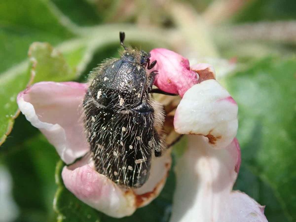 Na květech př&iacute;ležitostně &scaron;kod&iacute; někteř&iacute; zlatohl&aacute;vci, jako např. zlatohl&aacute;vek tmav&yacute;