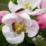 Ochrana ovoce v&nbsp;ekologick&eacute; a&nbsp;n&iacute;zkorezidu&aacute;ln&iacute; produkci - Obdob&iacute; května