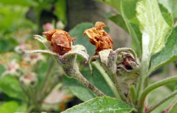 V polovině května se již můžeme setkat s poškozením násady způsobené květopasem - ochrana se provádí již na počátku rašení V polovině května se již můžeme setkat s poškozením násady způsobené květopasem - ochrana se provádí již na počátku rašení