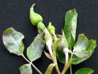 Padlí růžové Padlí růžové