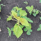 Buriny v sóji a ich regulácia Buriny v sóji a ich regulácia