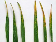 Obr. 4: Listy pšenice v průběhu sloupkování poškozené aplikací hnojiv Obr. 4: Listy pšenice v průběhu sloupkování poškozené aplikací hnojiv