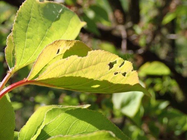 Požerky píďalek na meruňkách Požerky píďalek na meruňkách