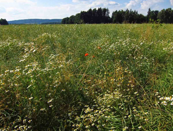 Zaplevelená řepka se obtížně sklízí Zaplevelená řepka se obtížně sklízí