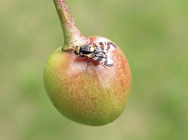 Vrtule tře&scaron;ňov&aacute; na&nbsp;vi&scaron;ni 