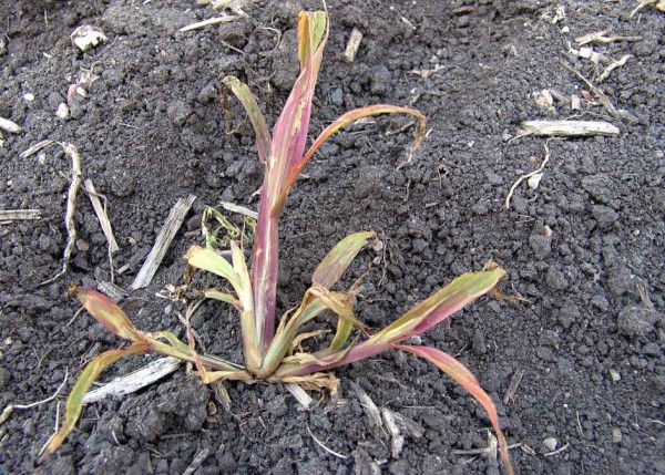 Typick&eacute; po&scaron;kozen&iacute; ježatky kuř&iacute; nohy (antokyanov&eacute; zabarven&iacute; listů) sulfonylmočovinou (Maister) - 2 t&yacute;dny po aplikaci