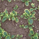 Možnosti regulace plevelů v&nbsp;ozim&eacute; řepce