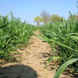 Chocker<sup>® </sup>= antirezistentní řešení budoucnosti proti chundelce metlici Chocker<sup>® </sup>= antirezistentní řešení budoucnosti proti chundelce metlici