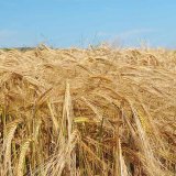 Redigo Pro - do v&scaron;ech obilnin a&nbsp;jako n&aacute;stupce Raxil Star