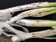 Vrtalka pórová Vrtalka pórová