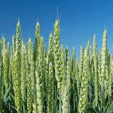 Výživa a regenerace ozimů s CHEMAP AGRO Výživa a regenerace ozimů s CHEMAP AGRO