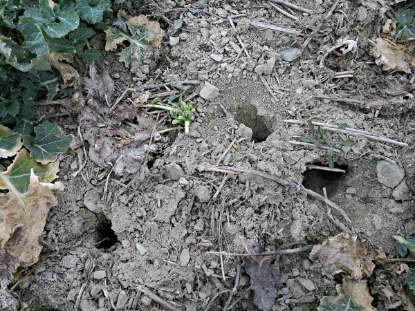 Po&scaron;kozen&iacute; ozim&eacute; řepky hrabo&scaron;em