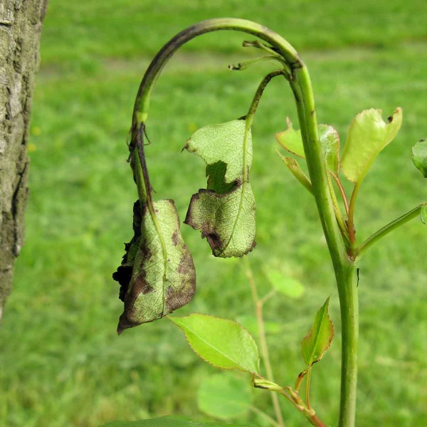 Pilatka růžov&aacute; - po&scaron;kozen&iacute; mlad&eacute;ho v&yacute;honu