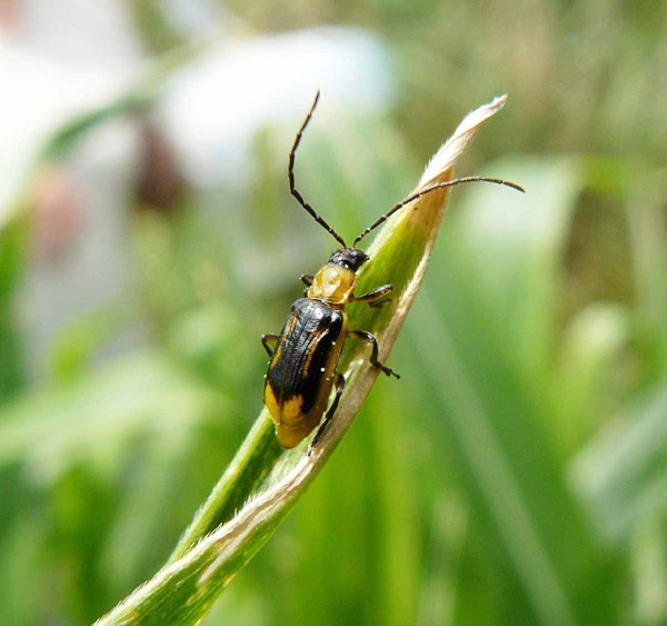 Obr. 1: B&aacute;zlivec kukuřičn&yacute;