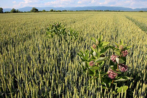 V&yacute;skyt v&nbsp;p&scaron;enici